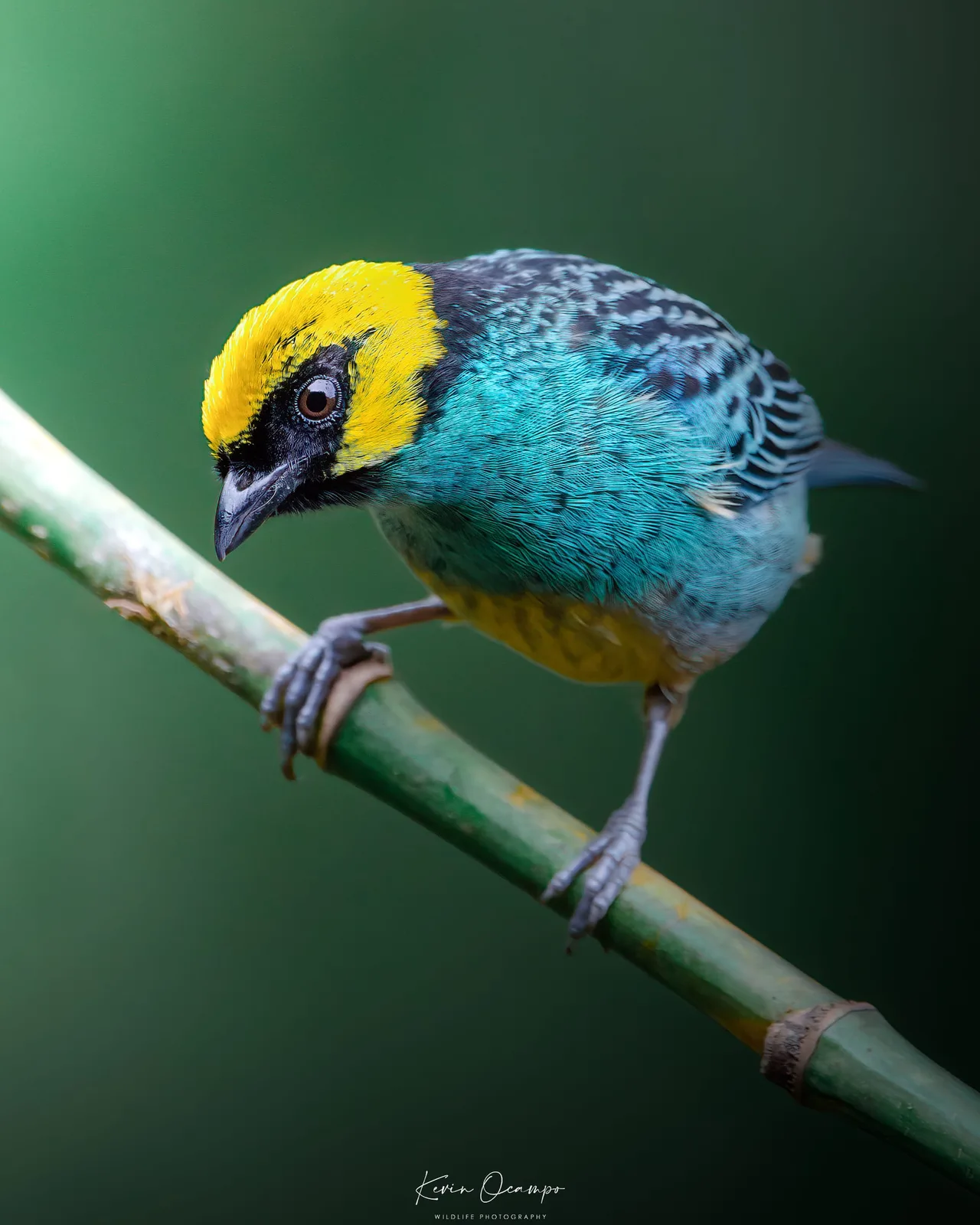 Wildlife and bird photography captured on an Ocampo Expeditions tour in Colombia.