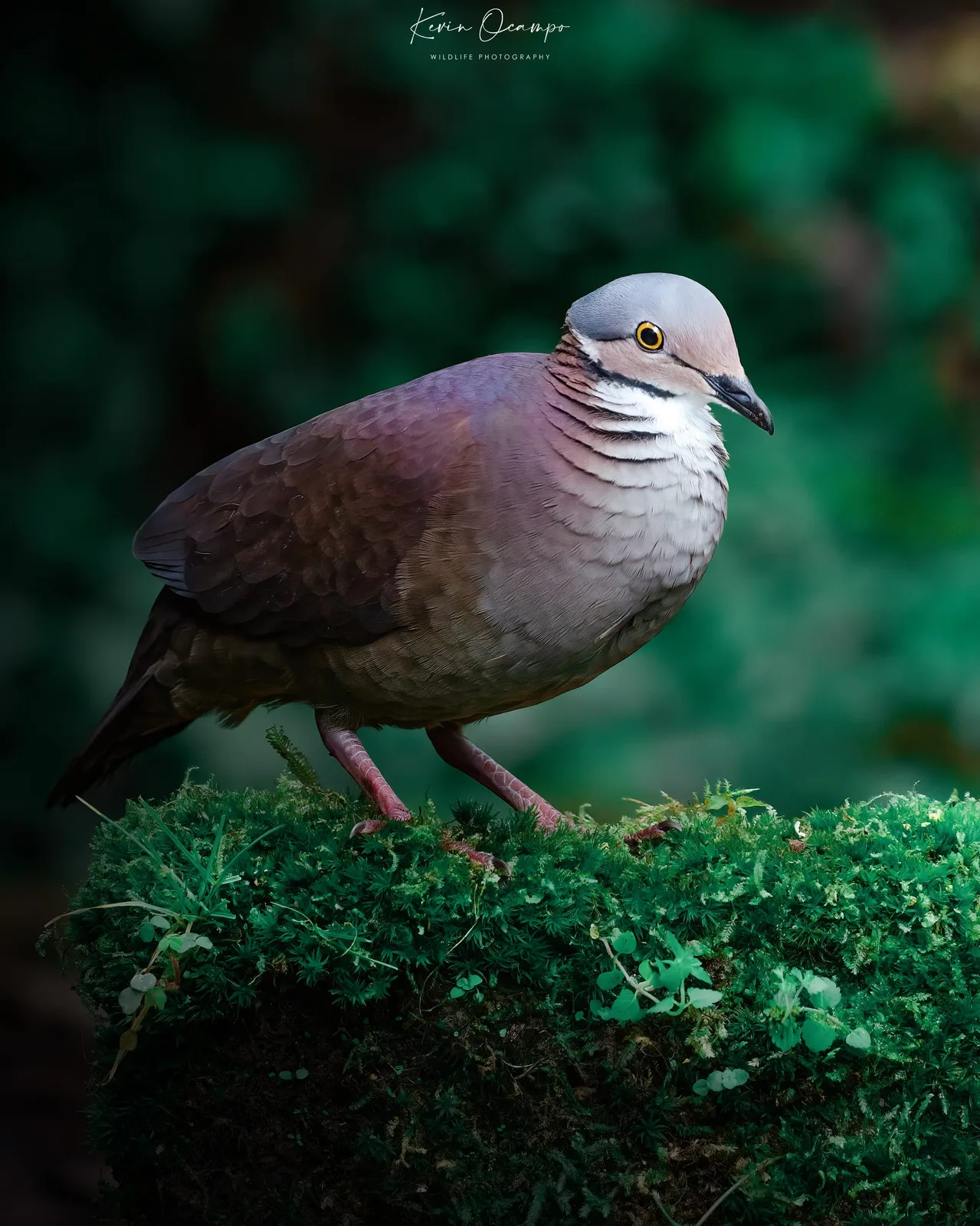 Wildlife and bird photography captured on an Ocampo Expeditions tour in Colombia.