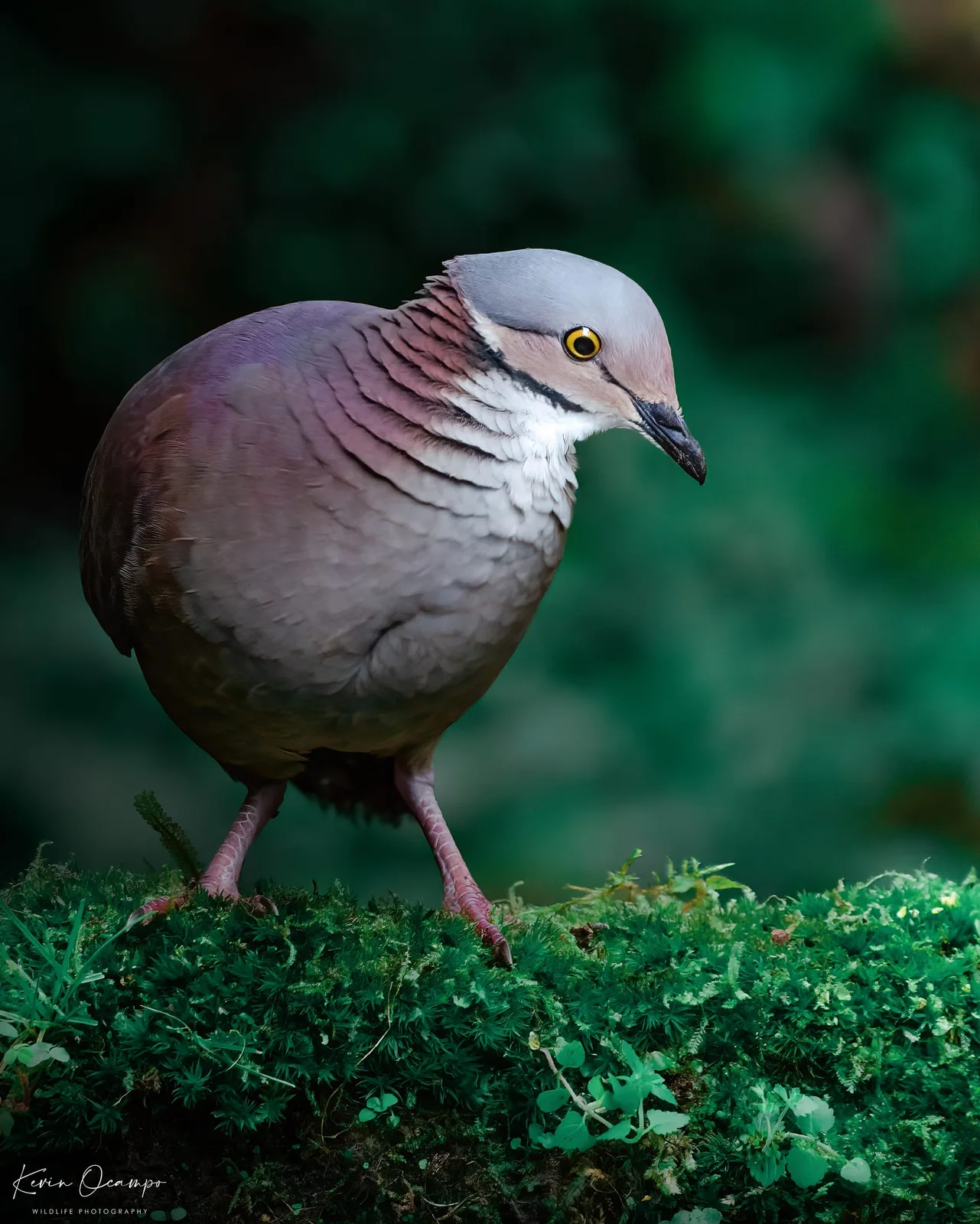 Wildlife and bird photography captured on an Ocampo Expeditions tour in Colombia.