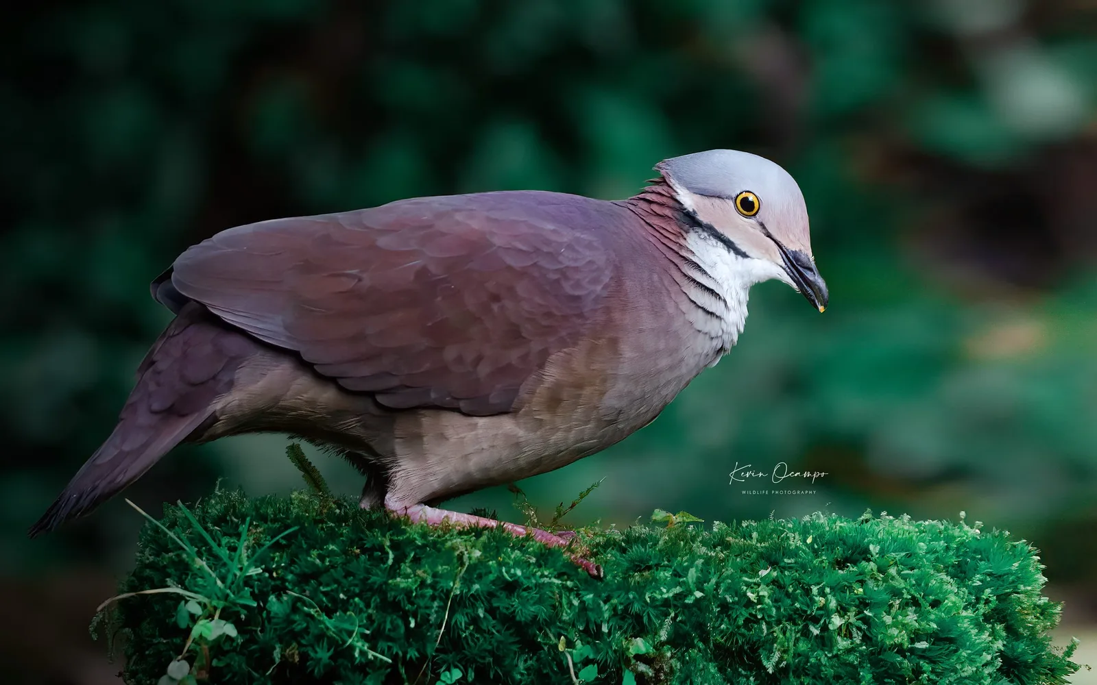 Wildlife and bird photography captured on an Ocampo Expeditions tour in Colombia.