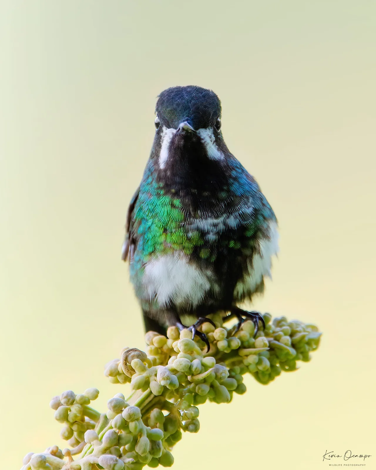 Wildlife and bird photography captured on an Ocampo Expeditions tour in Colombia.