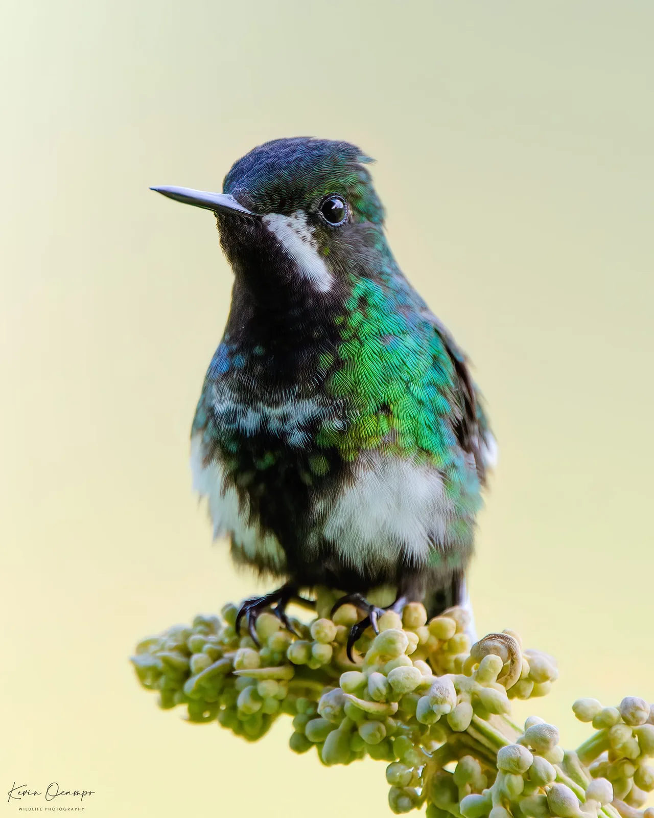 Wildlife and bird photography captured on an Ocampo Expeditions tour in Colombia.