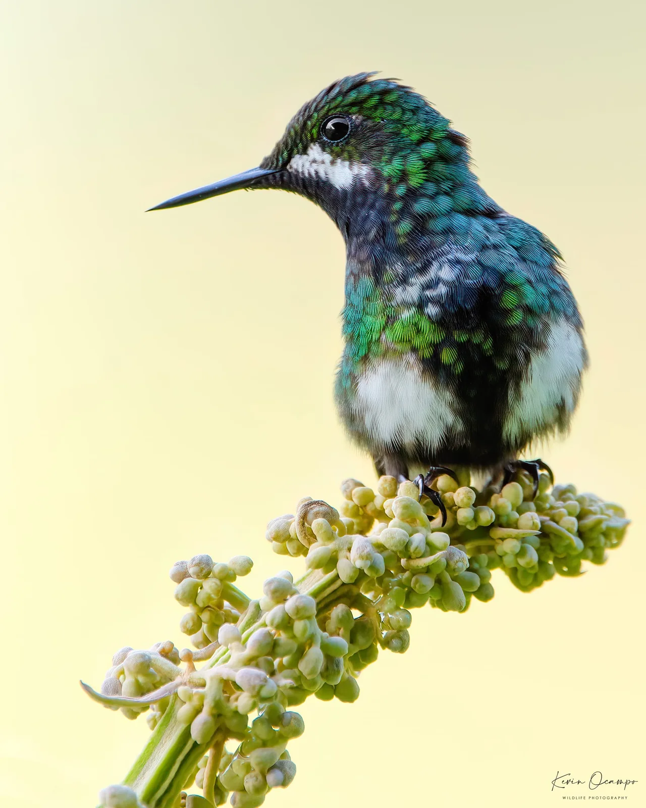 Wildlife and bird photography captured on an Ocampo Expeditions tour in Colombia.