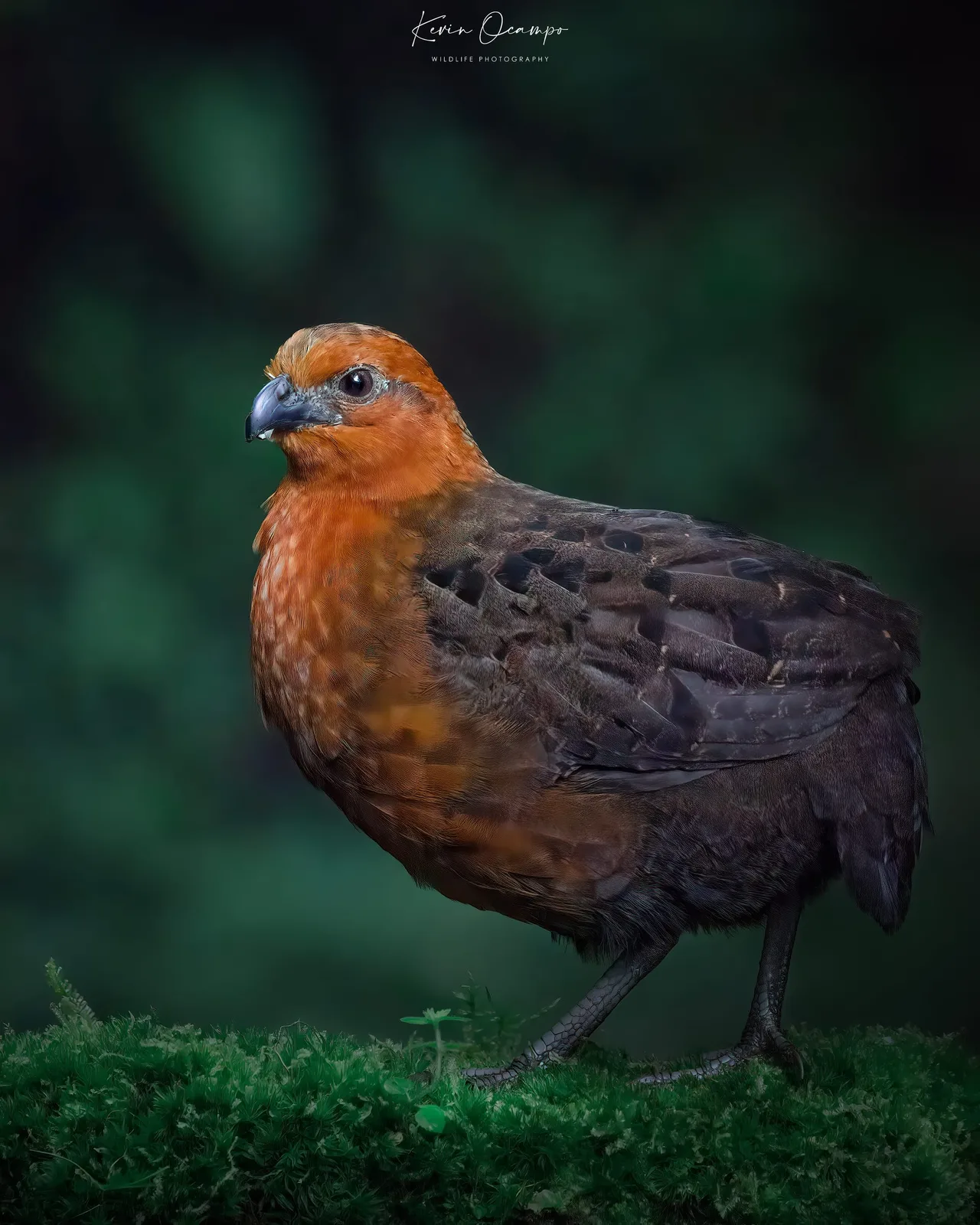 Wildlife and bird photography captured on an Ocampo Expeditions tour in Colombia.