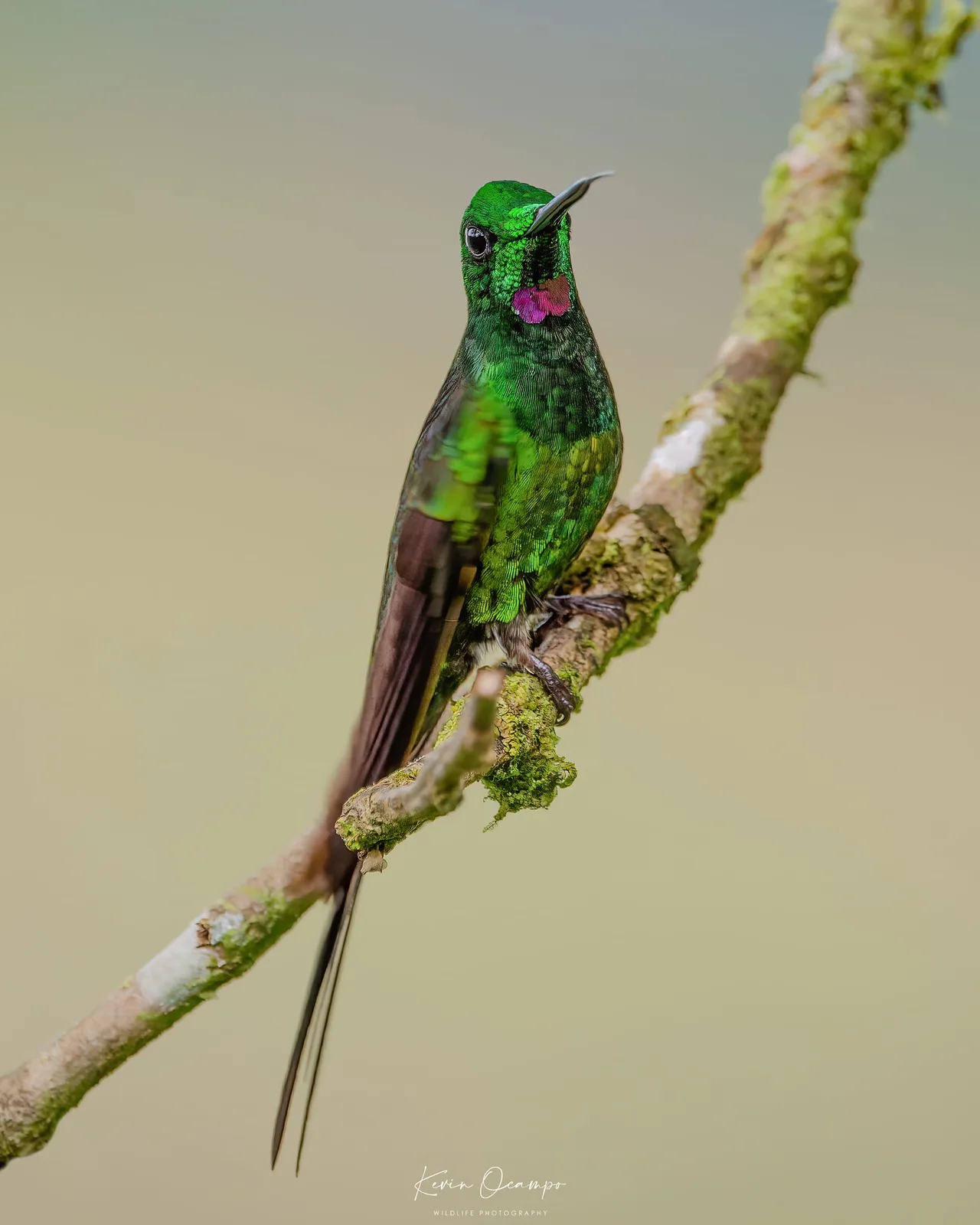 Wildlife and bird photography captured on an Ocampo Expeditions tour in Colombia.