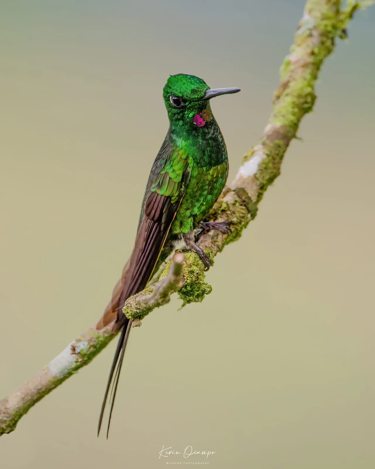 Wildlife and bird photography captured on an Ocampo Expeditions tour in Colombia.