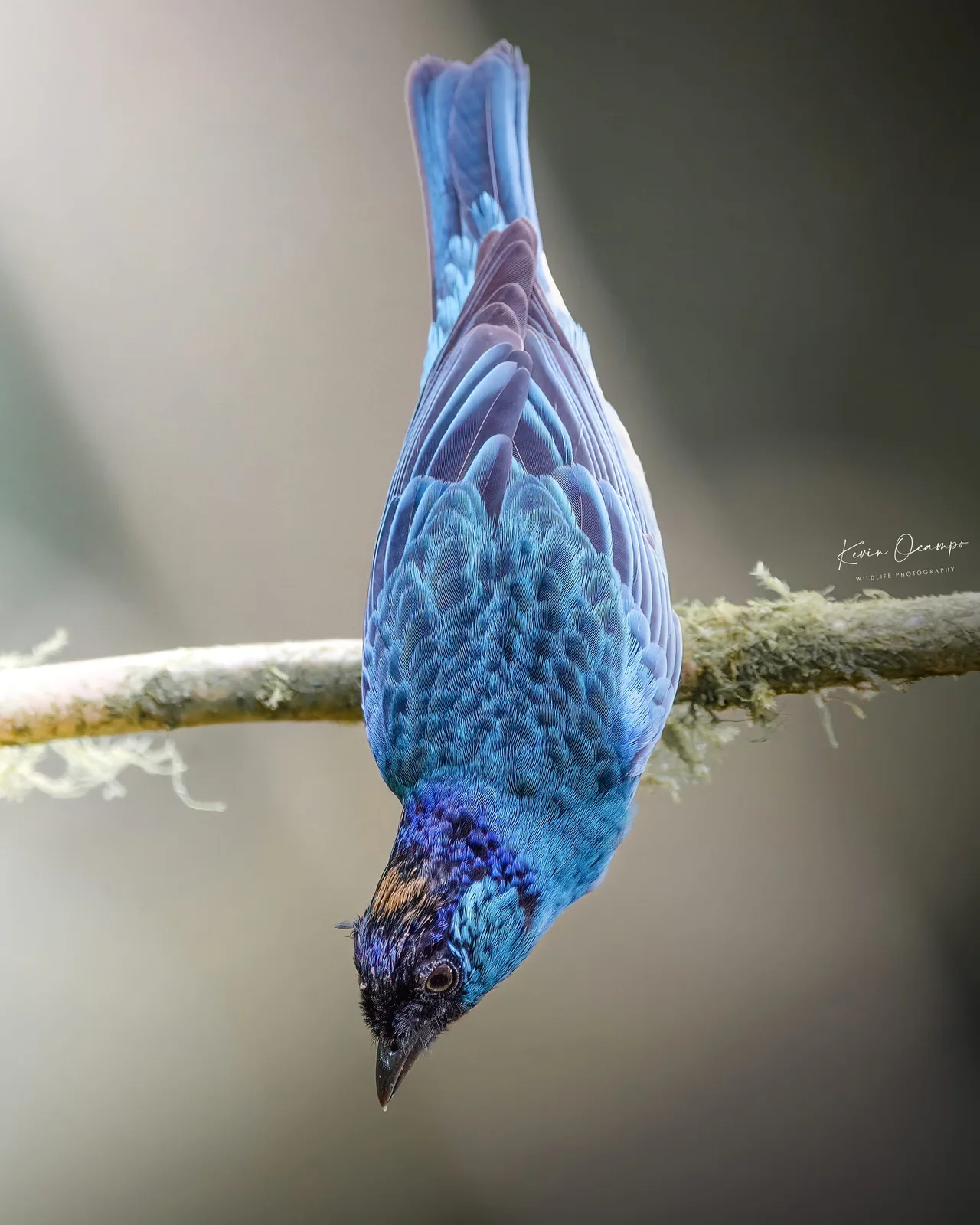 Wildlife and bird photography captured on an Ocampo Expeditions tour in Colombia.