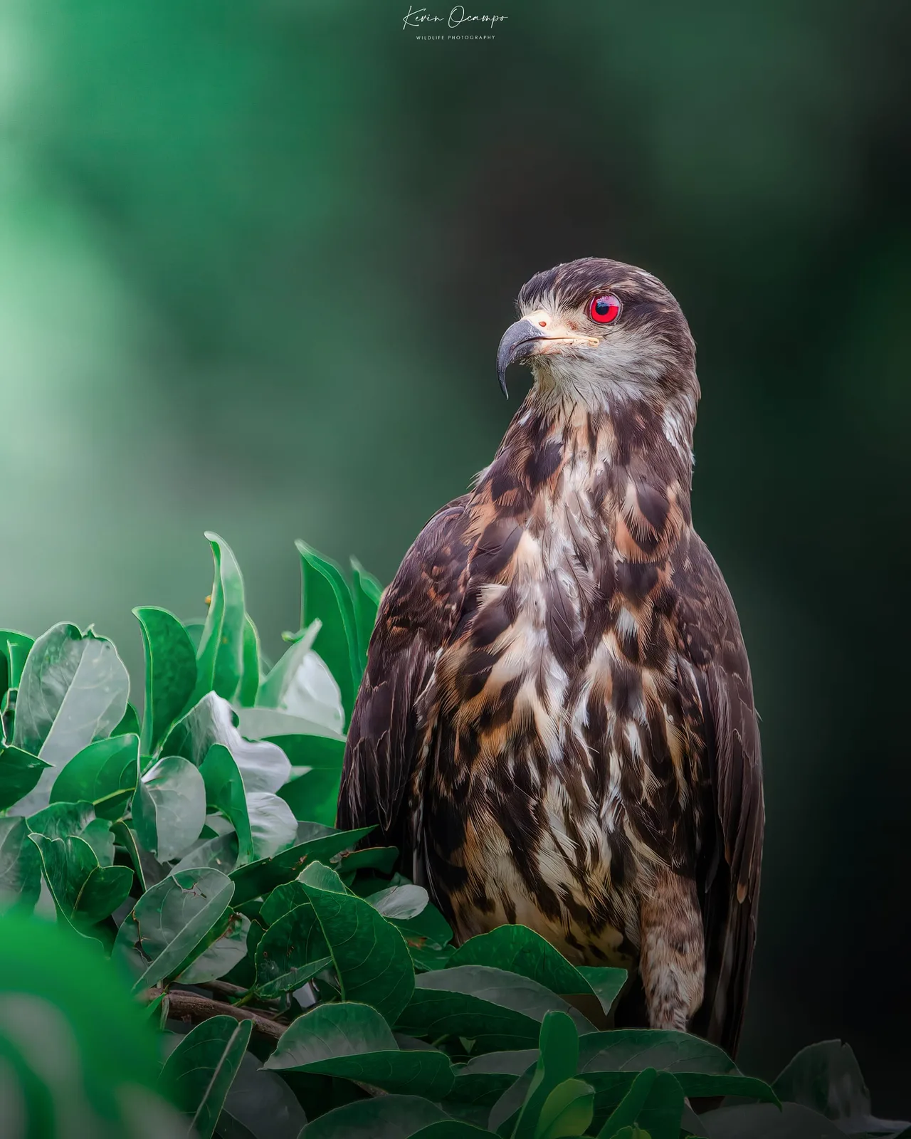 Wildlife and bird photography captured on an Ocampo Expeditions tour in Colombia.