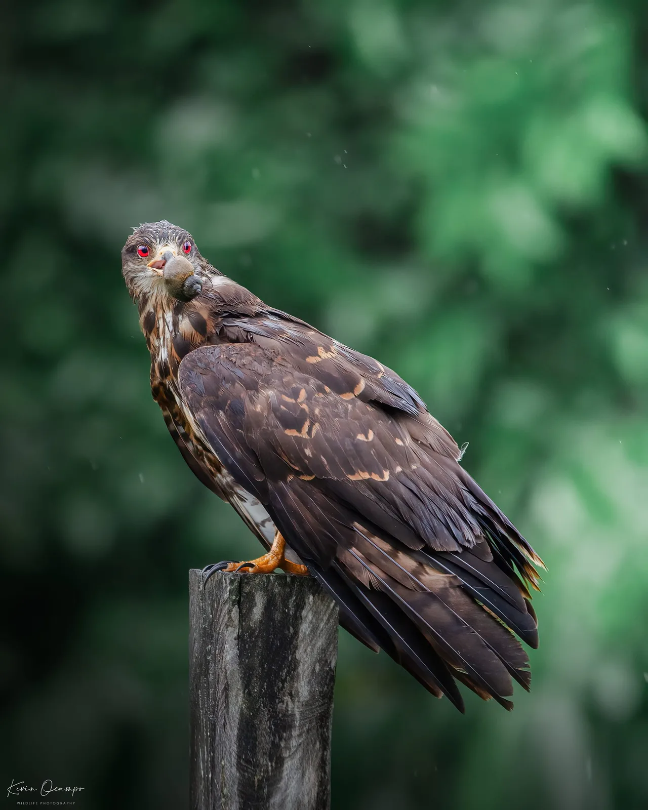 Wildlife and bird photography captured on an Ocampo Expeditions tour in Colombia.