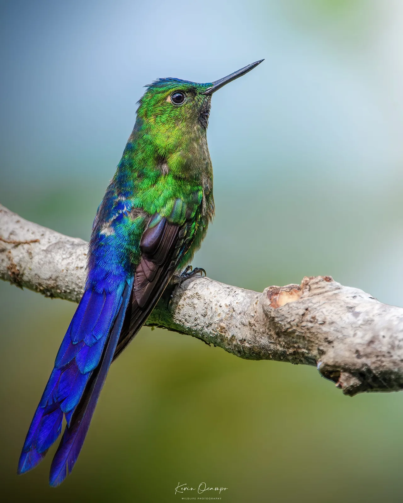 Wildlife and bird photography captured on an Ocampo Expeditions tour in Colombia.