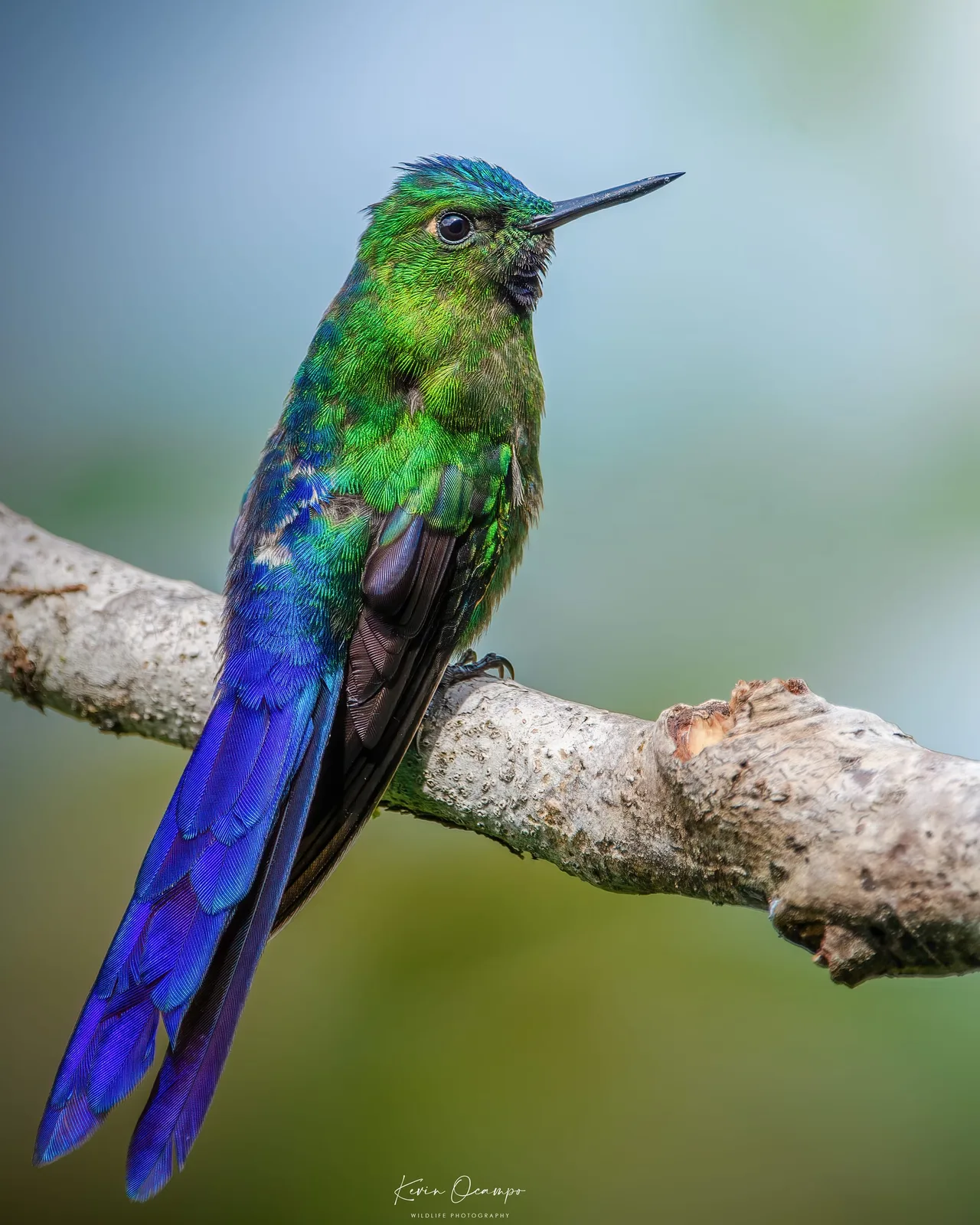 Wildlife and bird photography captured on an Ocampo Expeditions tour in Colombia.