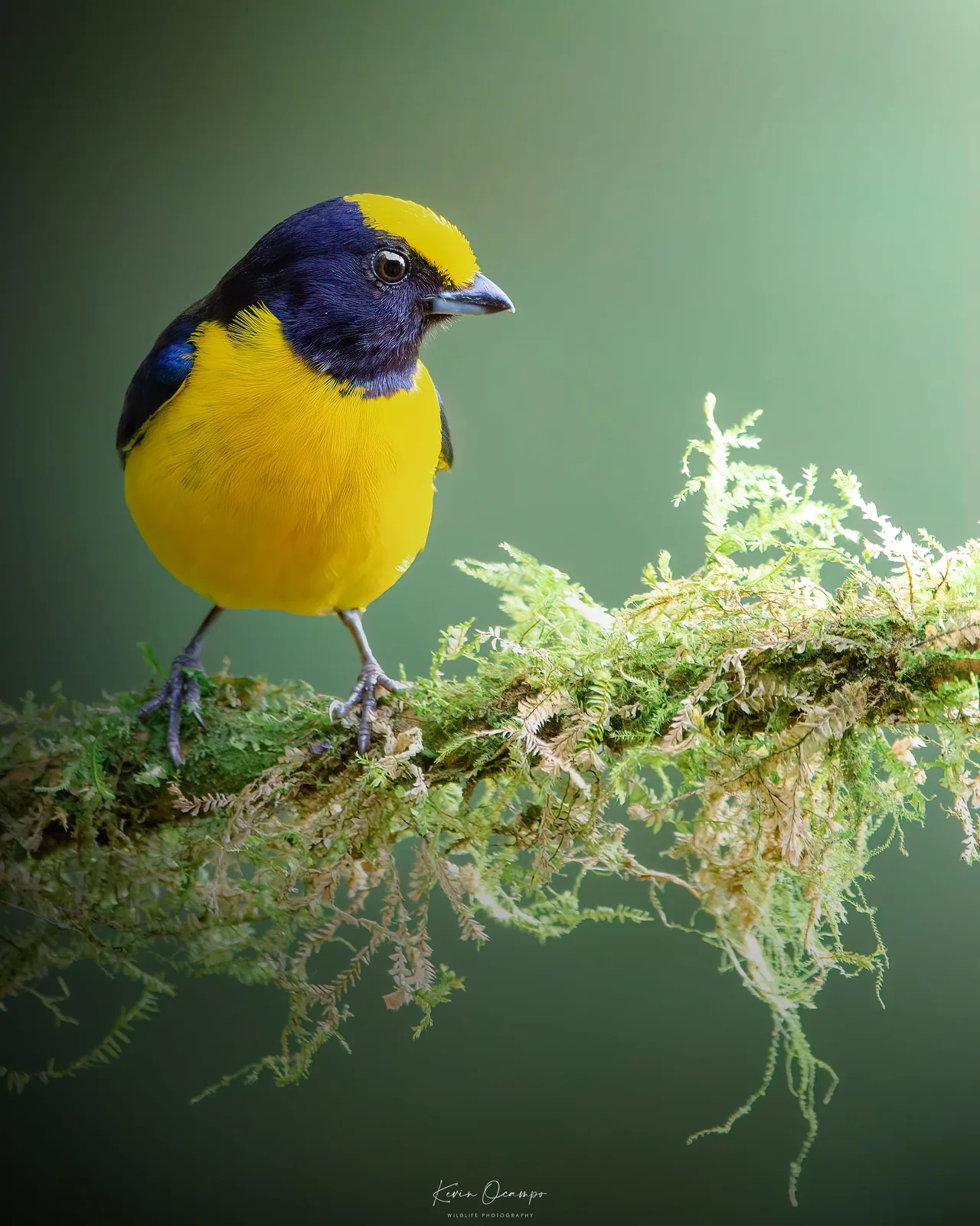 Wildlife and bird photography captured on an Ocampo Expeditions tour in Colombia.