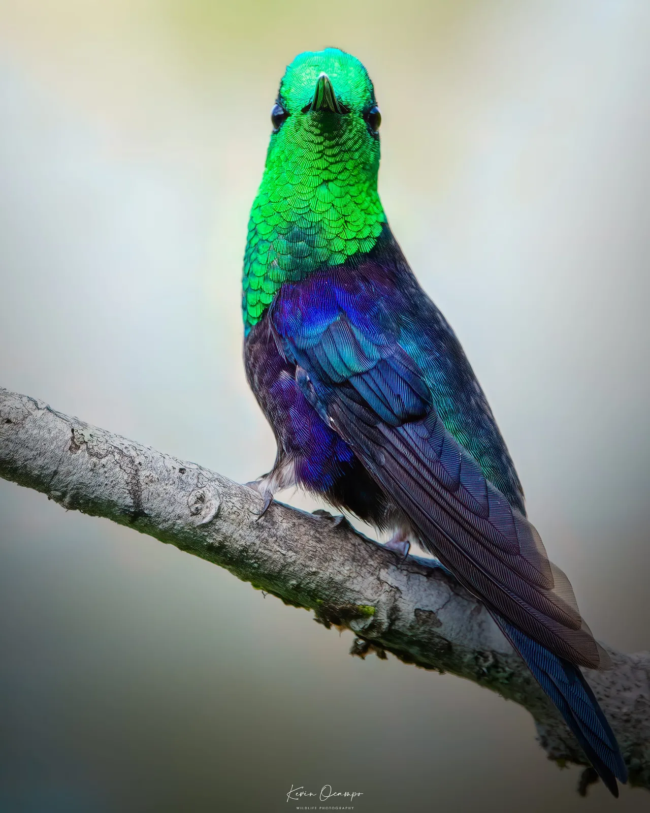 Wildlife and bird photography captured on an Ocampo Expeditions tour in Colombia.