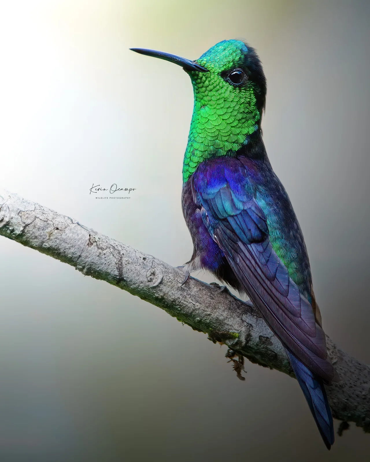 Wildlife and bird photography captured on an Ocampo Expeditions tour in Colombia.