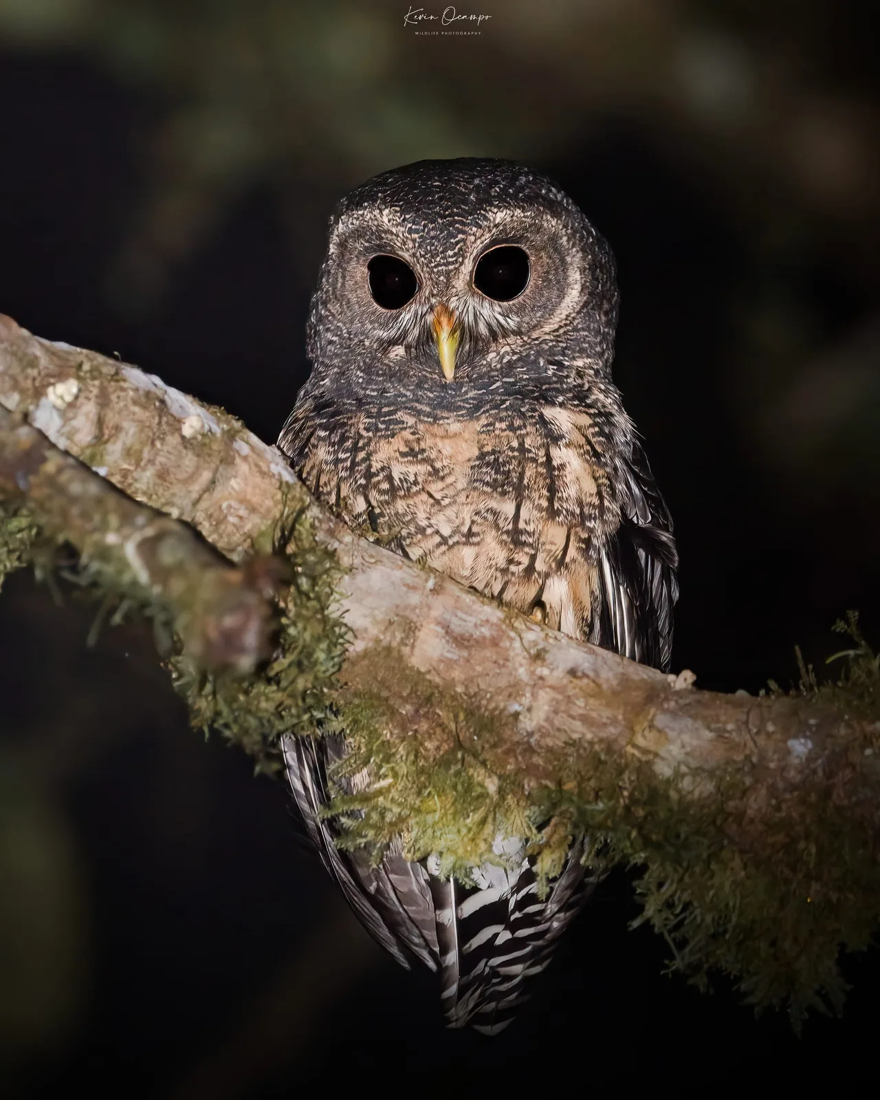 Wildlife and bird photography captured on an Ocampo Expeditions tour in Colombia.
