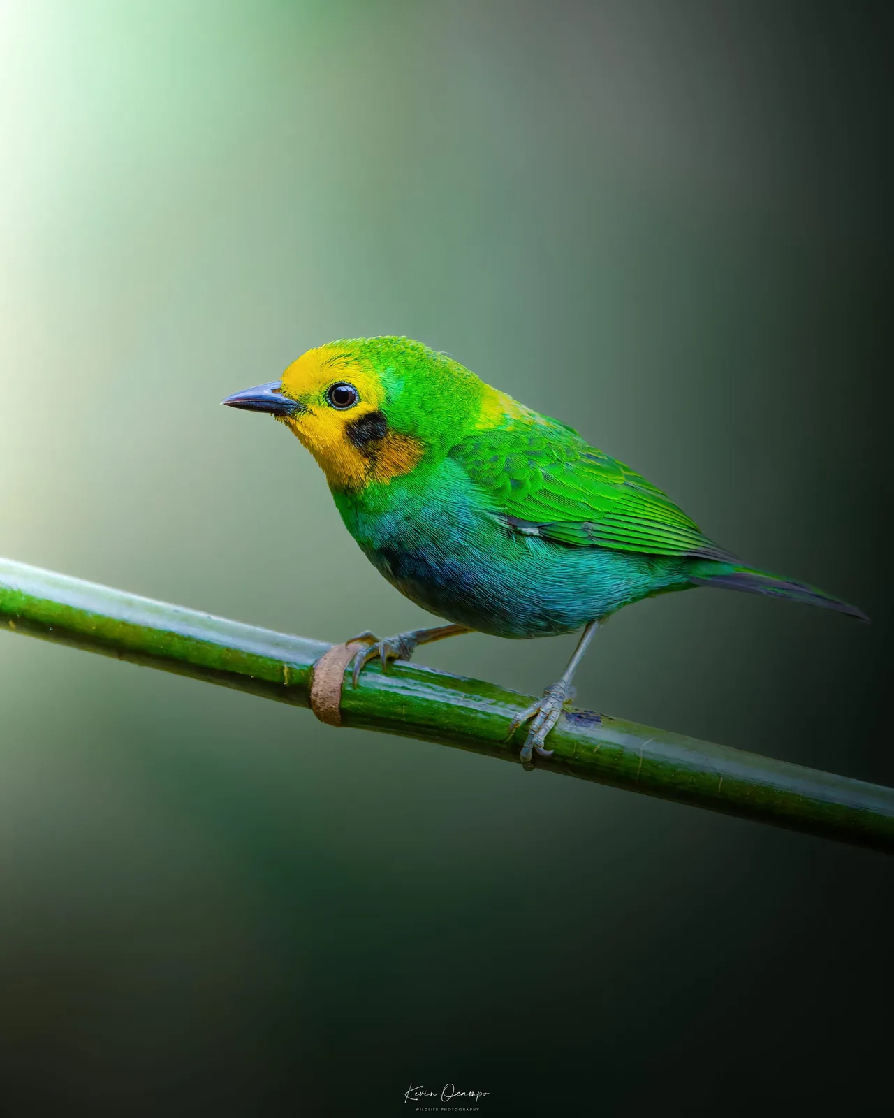 Wildlife and bird photography captured on an Ocampo Expeditions tour in Colombia.