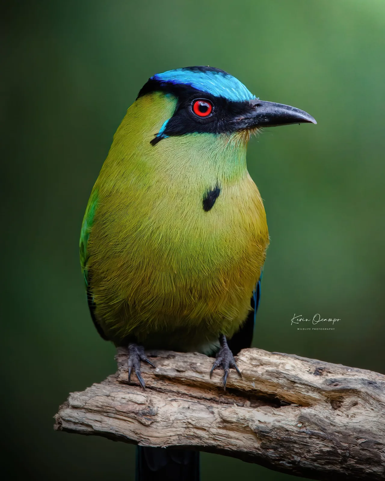 Wildlife and bird photography captured on an Ocampo Expeditions tour in Colombia.