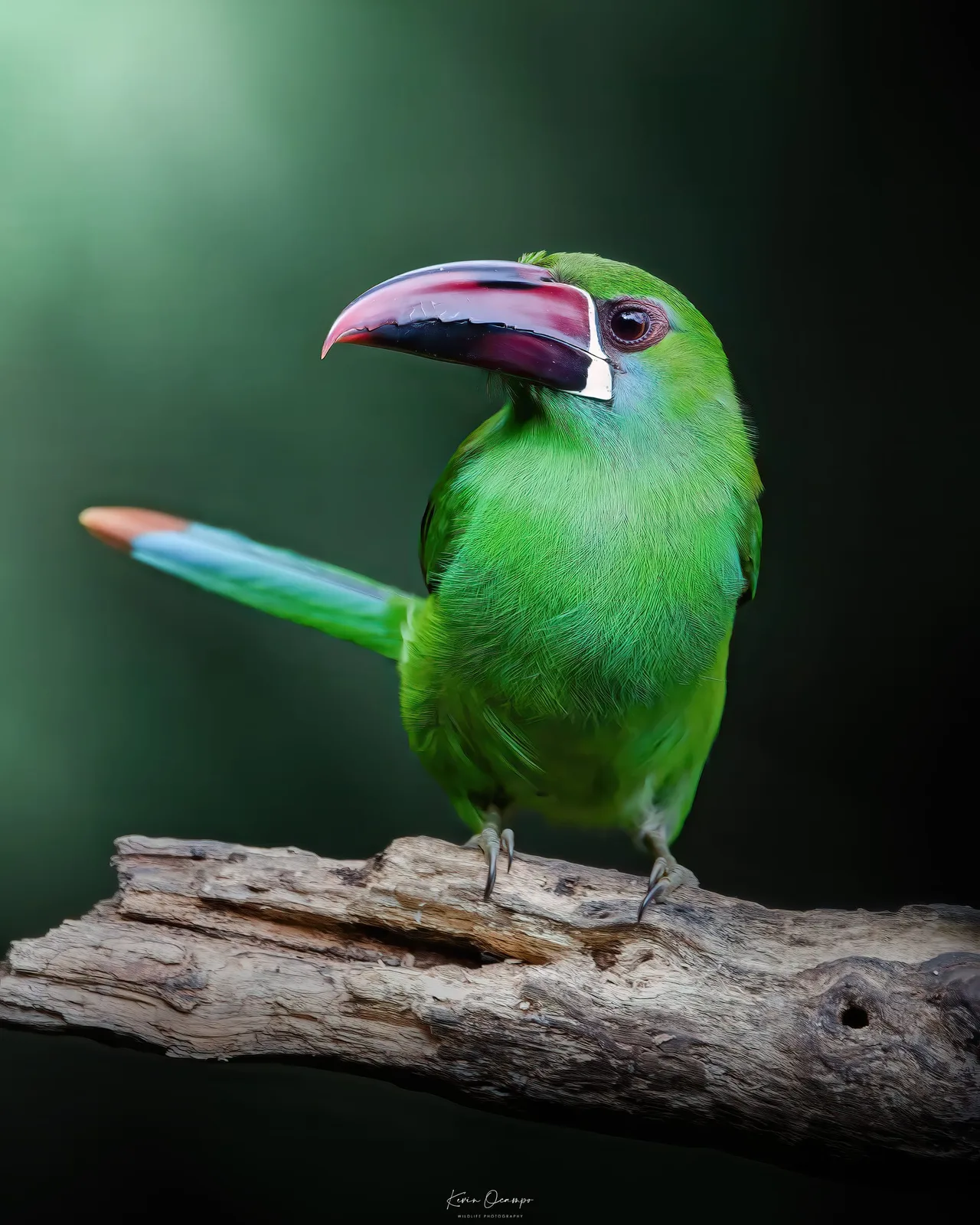Wildlife and bird photography captured on an Ocampo Expeditions tour in Colombia.